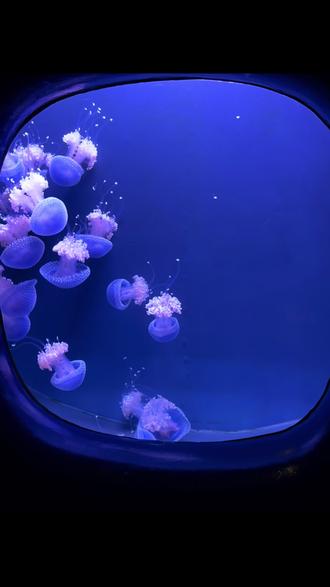 🇺🇸留学vlog|亚特兰大三天两夜懒人松弛攻略。文字版:
酒店🏨推荐在midtown(比较安全)
景点门票可以买citypasa(五个景点套票)99🔪
行程:
1️⃣Zoo Atlanta动物园
2️⃣World of Coca-Cola可口可乐世界 & Georgia Aquarium乔治亚水族馆 & Centennial Olympic Park百年奥林匹克公园
3️⃣Atlanta Botanical Garden亚特兰大植物园 & Ponce City Market庞塞城市市场
✈️机场很大要提前到
总体来说亚特兰大两天就能玩完,适合周末游
#vlog #vlog日常 #旅行 #留学 #留学美国