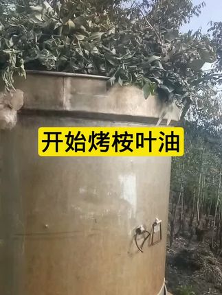传统古法提炼桉叶油#农产品 #乡村生活 #桉叶油#好物分享