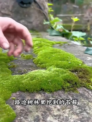 优选苔藓种子#苔藓微景观