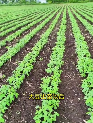大豆宝宝促根壮苗抗旱抗涝籽粒饱满高产丰收大豆增产#大豆肥料#促根肥料#增产肥料#大豆肥料推荐#农用肥料