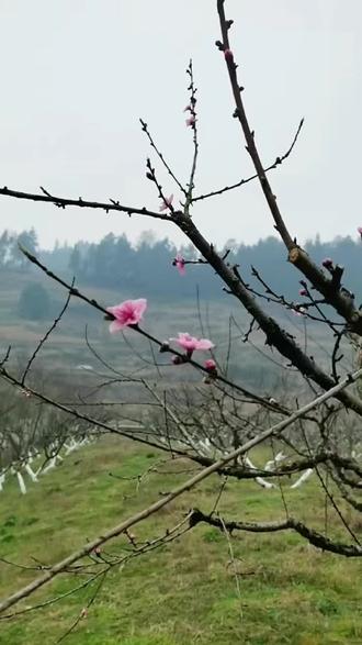 早桃子3.8号进入盛花期,因为只有60天生长时间,5.20号,成熟了。只要品种选好,比我们脆桃市场前景好景。因为晚春,早夏时节,水果上市较少。#记录家乡美景 #抖出你的家乡美景 #自然奇观 #家乡的美景随拍