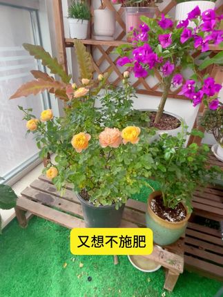 复合肥黄金比例通用型花卉百合玫瑰阳台盆栽种菜养花肥 # 月季#种植小技巧#花卉绿植#月季#月季养护