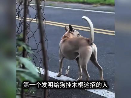 第一个发明给狗挂木棍这招的人简直是个天才 #万万没想到 #训狗