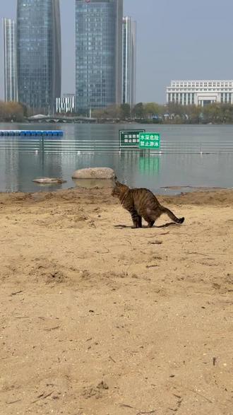 钵池山公园的猫砂盆可真大#淮安 #铲屎官