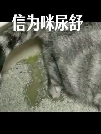 公猫容易出现嘘嘘问题,日常常备信为咪尿舒很重要。 #养猫必备 #猫咪嘘嘘无小事 #养猫必备