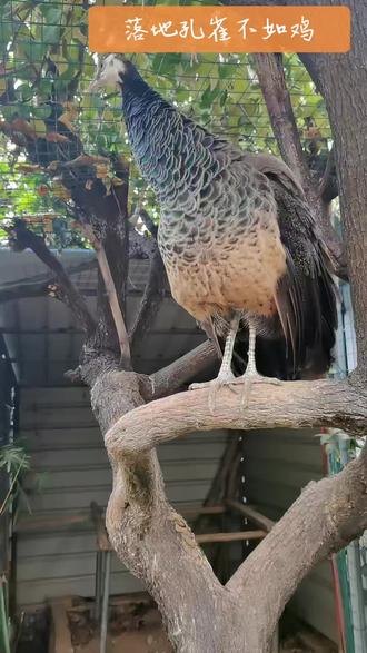 真的落地孔雀不如鸡吗?