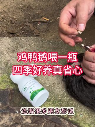 鸡鸭鹅养殖方法#养鸡小妙招 #农村散养土鸡 #鸡鸭鹅养殖 #