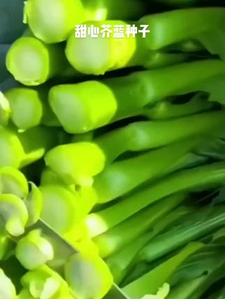 甜心芥兰种子,易种植好管理南北方均可种植#芥兰种子#甜心芥兰种子@DOU+小助手