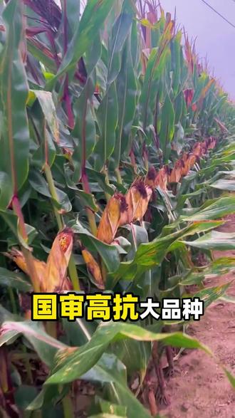 2026年,最新高产品种,批发(转基因品种,非转基因品种)亩产超2000斤,敬请询价!#高产玉米 #高产玉米种子