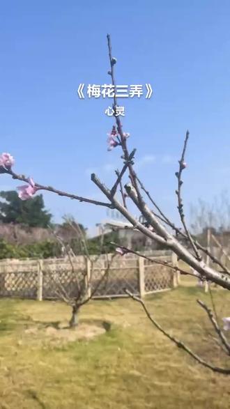 诗与画 画与歌的交融 一曲梅花三弄 体验人间百态 #梅花三弄#梅花图#诗歌配画