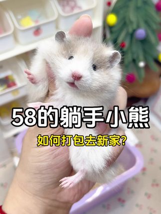 58的躺手小宝贝都是如何打包去新家的???#vlog日常 #金丝熊开箱 #金丝熊日常 #养鼠日常分享 #打包视频