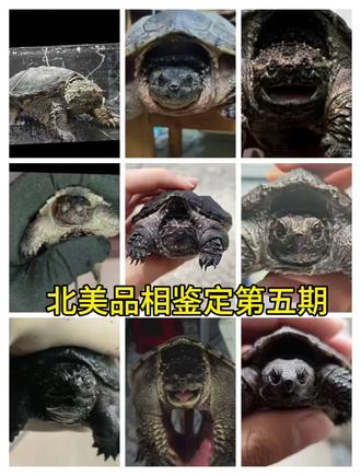 每一期都是保底看10个。我都是在最新的作品里面挑,大家可以看一下。欢迎大家投稿,正常隔一天。最晚2天更新。#北美拟鳄龟#北美#顶级北美