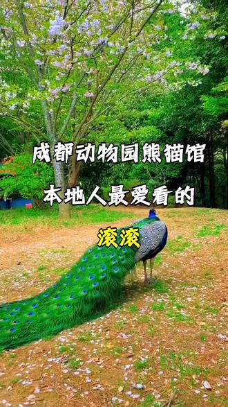 成都动物园熊猫馆本地人最爱看的滚滚 #成都动物园 #熊猫馆 #国宝熊猫 #成都旅游 #Ai游成都