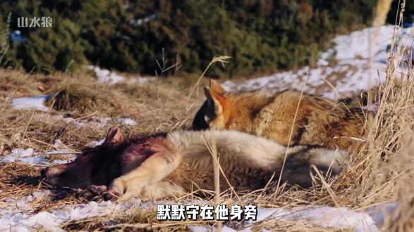 理想主义狼王的现实崩塌 #狼 #动物独白 #动物故事#人性哲思