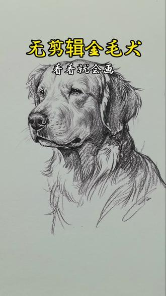 揭秘最容易学的金毛画法 #手绘 #手绘教程