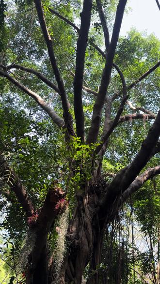 #厦门植物园
厦门植物园每天好几万人,真的走路进去,坐车出来,坐车排队快1个小时才坐到#原始森林
#森林氧吧