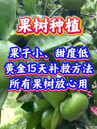 果子小,甜度低,所有果树都能用#果树#果树种植#果树高产#果树管理#三农