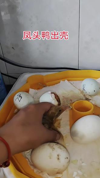 这视频晚发好几天了😂#孵化小鸭子 #凤头鸭