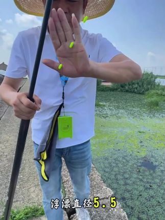 左佑渔乐三信小胖墩1号大漂搭配进口名刀歪嘴海夕传统七星漂线组#七星漂线组#传统钓#七星漂