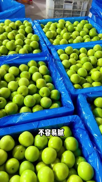 艾特最帅的人给你买 福建牛奶大青枣#水果 #大青枣 #牛奶枣 #好吃 #漳州特产