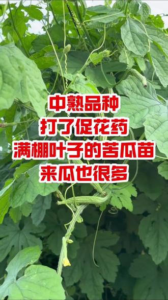 苗已经长满棚的中熟苦瓜品种,打了促花药,来很多瓜。 苗已经长满棚的中熟苦瓜品种,打了促花药,来很多瓜。#苦瓜促花 #苦瓜种植 #苦瓜种植技术 @DOU+上热门