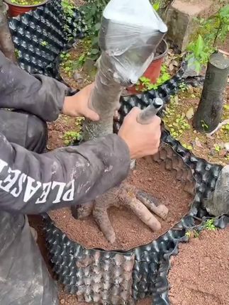 育苗控根器围栏树板塑料植树黑限阻根板花盆增提加高深螺丝底盘座#好物分享 #暑假 #作文 #阅读理解 #作文素材