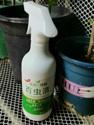 看我的造型咋样#花卉绿植 #花卉绿植盆栽 #花卉造型设计 #花卉病虫害 #花卉病害防治 @DOU+小助手 @DOU+上热门