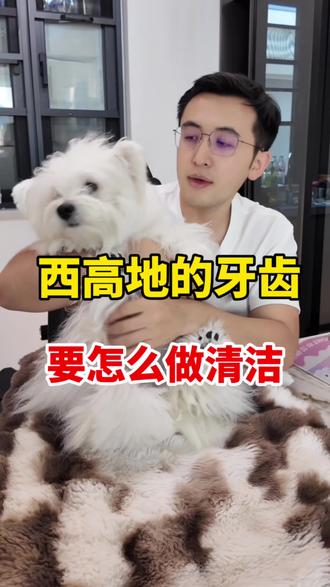 西高地的牙齿要怎么做清洁?#西高地#西高地口臭 #狗狗牙齿黄 #狗狗口腔护理 #里兜口腔喷雾