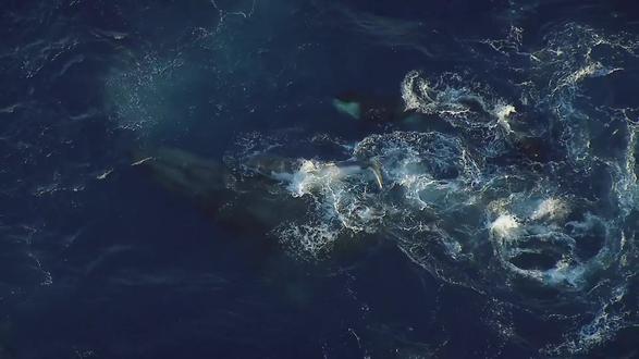 顶级战术配合:虎鲸猎杀座头鲸幼崽 #神奇动物在抖音#动物世界 #座头鲸 #虎鲸 #守护镜头里的动物