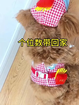 麦当当配色牵引绳宠物衣服#宠物衣服 #牵引绳 #出门必备 #泰迪