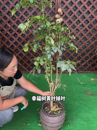 #幸福树 养成这个鬼样子,先别着急扔#爱生活爱养花 #花卉绿植 #阳台种植