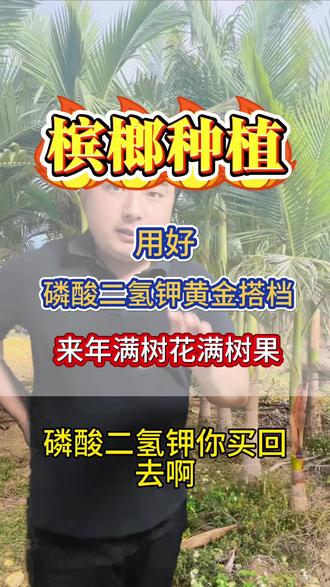槟榔种植利用好磷酸二氢钾,黄金搭档#槟榔种植#槟榔高产种植#三农 #槟榔树 #涨知识
