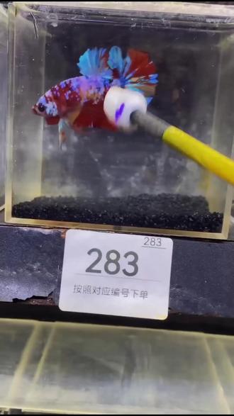 泰国鲜活斗鱼!颜值高还好养?速看!
