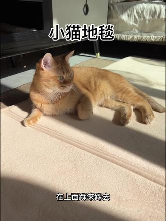 冬季小猫咪地垫养宠家庭,有他的话防抓防挠,而且还保暖,关键是折叠起来很好收纳,A类母婴级别的安全还好看