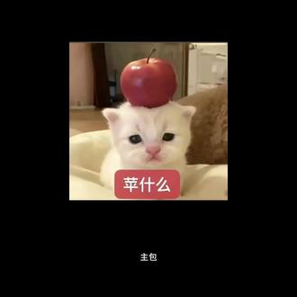 其实主包甚至在剪视频的时候因为没有会员导致没有用上曼波语音。。#meme猫表情包 #真实故事 #心碎的声音 #曼波讲故事