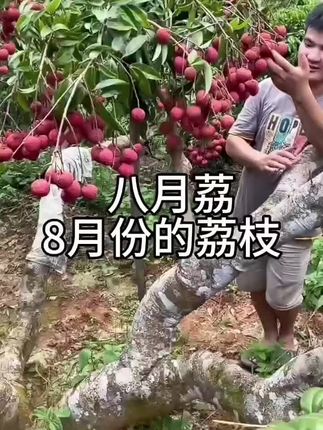 最晚熟的荔枝品种,推荐种植几棵#三农 #三农流量扶持计划 #三农流量扶持上热门 #三农流量扶持 #抖音三农扶持计划
