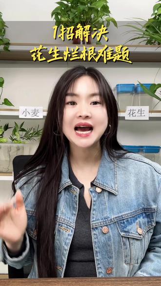 花生拌种 多元复配,上色好,抗病防虫,助力增产!#花生拌种 #花生种植 #花生苗期