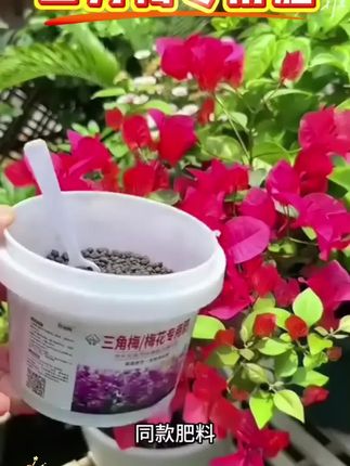 #三角梅专用肥 #三角梅专用肥料 #肥料