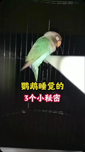 鹦鹉睡觉的三个小秘密 #手养鹦鹉 #小太阳鹦鹉 #秋草鹦鹉国内允许养吗 #鹦鹉食物推荐 #鹦鹉热是什么