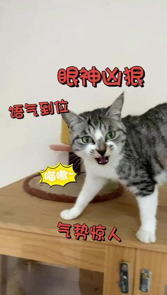 你听到的猫叫声VS我听到的猫叫声
猫德学院的猫叫声真的很特别,除了不像猫,其他都很像
@楚庭一星元
#楚庭一星元 #楚庭猫德学院 #关爱流浪猫 #流浪猫救助 #广州流浪猫领养 #免费领养 #猫叫 #猫叫声正确用法