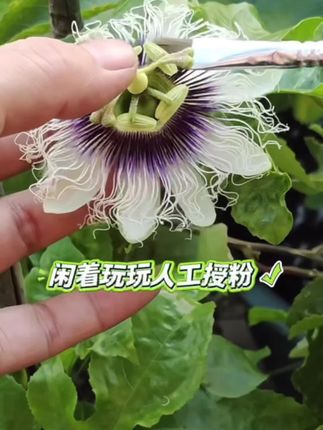 百香果真是种奇妙的植物,自带“生存智慧”——雌雄同株、自花授粉,完全不用费心照料,靠自己就能完成繁衍,妥妥的“省心小能手”。不过若想和它来场温柔互动,手动授粉也是件有趣的事。轻轻拨动花蕊的瞬间,仿佛能触摸到生命蓄力的脉动,沉浸式感受这份自然的美好,治愈又安心。#植物 #百香果苗