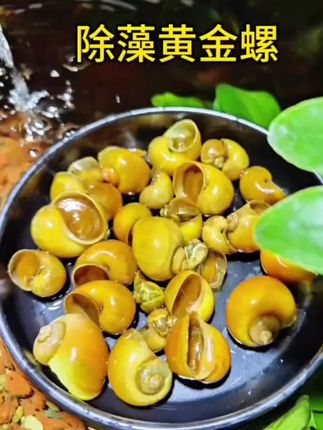鱼缸颜值担当!黄金观赏螺入缸即爆缸,金黄亮泽自带贵气,除藻清洁还省心,新手闭眼冲!#黄金螺 #观赏螺 #轻松养鱼 #鱼缸清洁 #观赏鱼