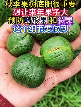 秋季果树底肥很重要 想让来年果子大 预防畸形果 和裂果 这个细节要做到 #种果树 #柑橘种植 #果树高产配方 #果树秋底肥