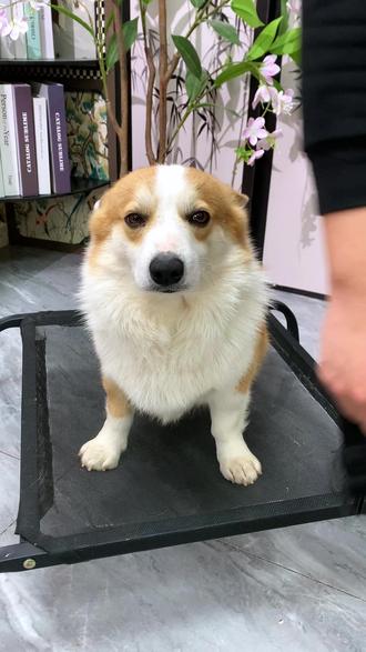 戴上这个嘴套,出门就算不牵绳也能放心让它玩耍了!#狗嘴套 #防咬防乱吃嘴套 #萌宠好物 #狗狗