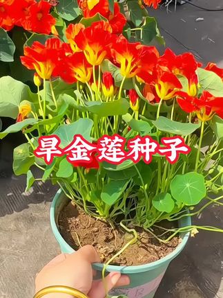多色旱金莲种子 #旱金莲的播种季节到了..它耐寒又耐热..叶似荷叶花色多样..花量大花期长..爬藤垂吊做花墙都非常不错..#旱金莲种子 #我的阳台小花园 #爱生活爱养花 #好看的花一定要分享给你