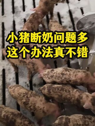 #养猪人 #养猪场 #养猪小妙招 #所有养猪人 #断奶仔猪
