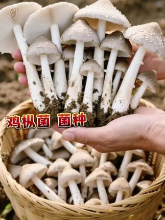 想实现鸡枞菌自由?这款菌种别错过 谁懂啊!一直馋鸡枞菌的鲜,现在有办法自己种啦!就是这款鸡枞菌菌种,让咱普通人也能靠近这份山野美味🌿 以前觉得鸡枞菌培育门槛高,没想到现在有这么方便的菌种。不管你是种植新手,还是有经验的园艺达人,都能上手试试。把菌种埋进合适的基质,日常稍微照料,就能盼着菌菇生长。看着鸡枞菌从土里钻出来,那兴奋感,就像挖到宝! 自己种的鸡枞菌,新鲜度拉满,做菜更是一绝。炖鸡的时候丢几朵,汤直接升华;拿来炒肉,菌香和肉香完美融合。成本比起买现成的鸡枞菌低太多,妥妥实现鸡枞菌自由~ 喜欢美食、爱折腾种植的小伙伴,赶紧把这菌种安排上,开启你的家庭菌菇种植之旅! #家庭菌菇种植 #鸡枞菌自由 #美食新体验 #种植小乐趣 #超便宜超划算