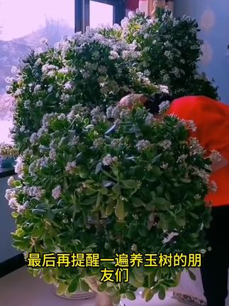 #玉树 #三农 #绿植花卉 #养花小知识 #爱生活爱养花