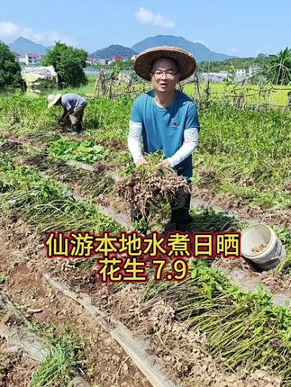 仙游本地花生7.9#花生