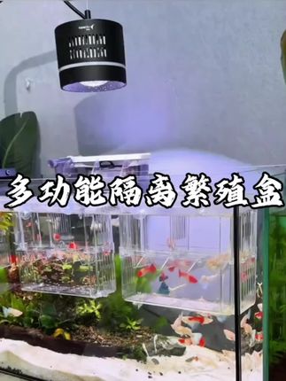 鱼缸多功能繁殖隔离盒,母鱼繁殖再也不用担心鱼宝宝被大鱼吃掉了#水族用品